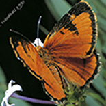 Erikssonia edgei